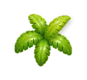 Palm leaves